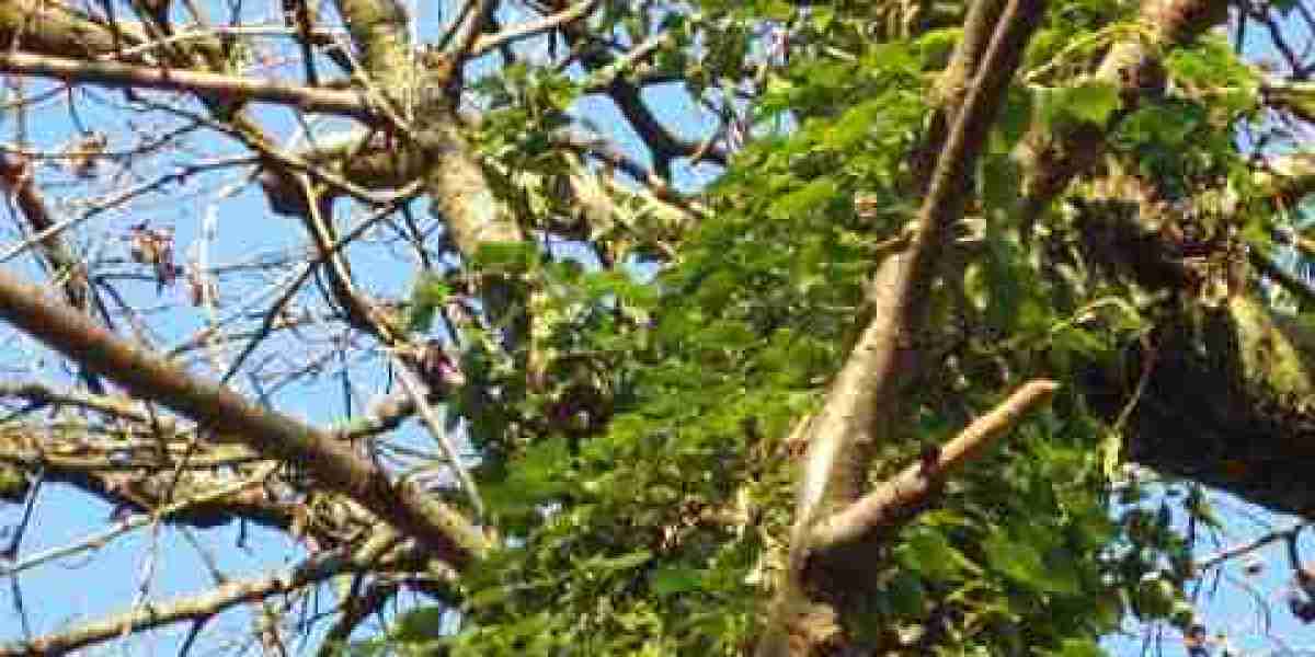 Optimizing Performance: The Most Effective Time To Take Anavar And Clen