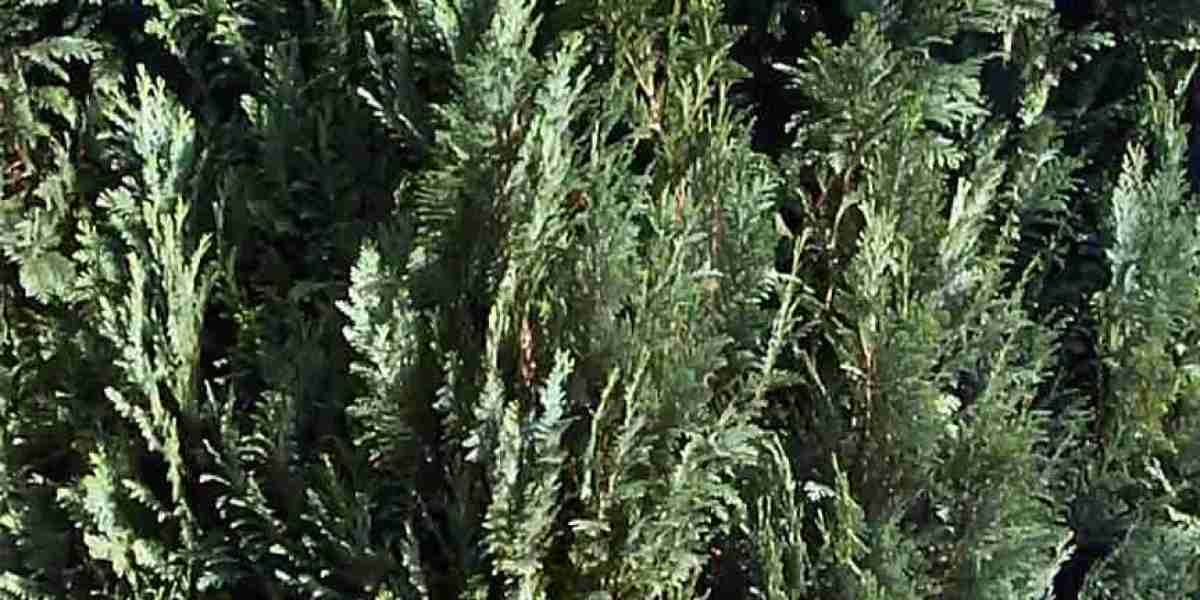 Vielseitige Funktionen von Somatostatin und seinen Rezeptoren im Verdauungstrakt