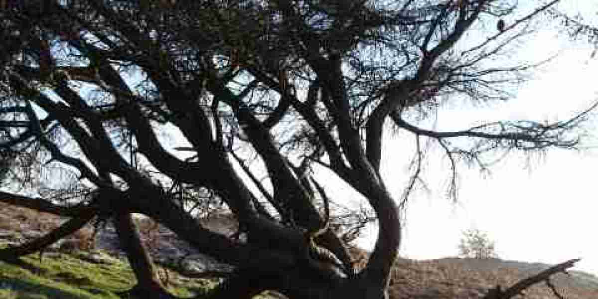 Human Growth Hormone (HGH): Nutzen, Risiken und Anwendungen