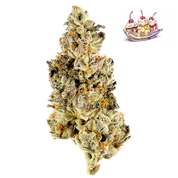 Banana Split Seeds | Sweet Tropical Hybrid | Gelato Seeds